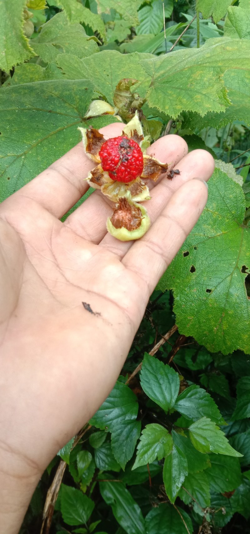 茅梅根茅霉根红梅消三月泡根小叶，蛇泡筋拦路蛇