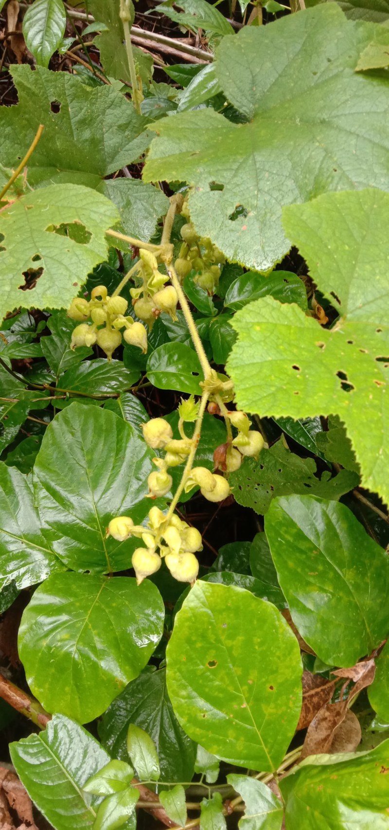 茅梅根茅霉根红梅消三月泡根小叶，蛇泡筋拦路蛇
