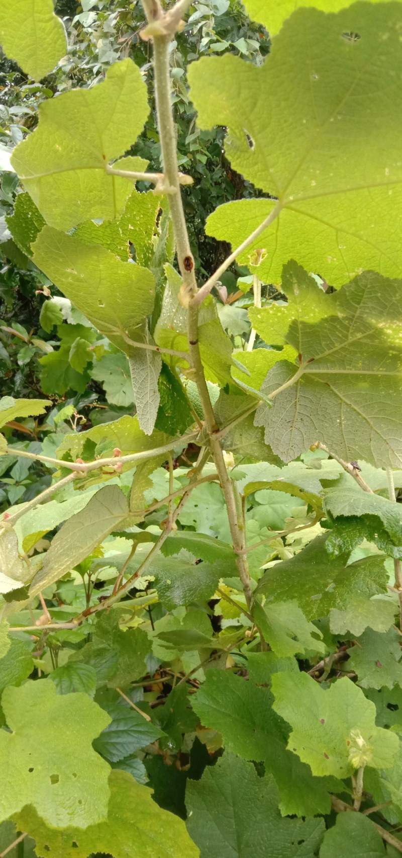 茅梅根茅霉根红梅消三月泡根小叶，蛇泡筋拦路蛇