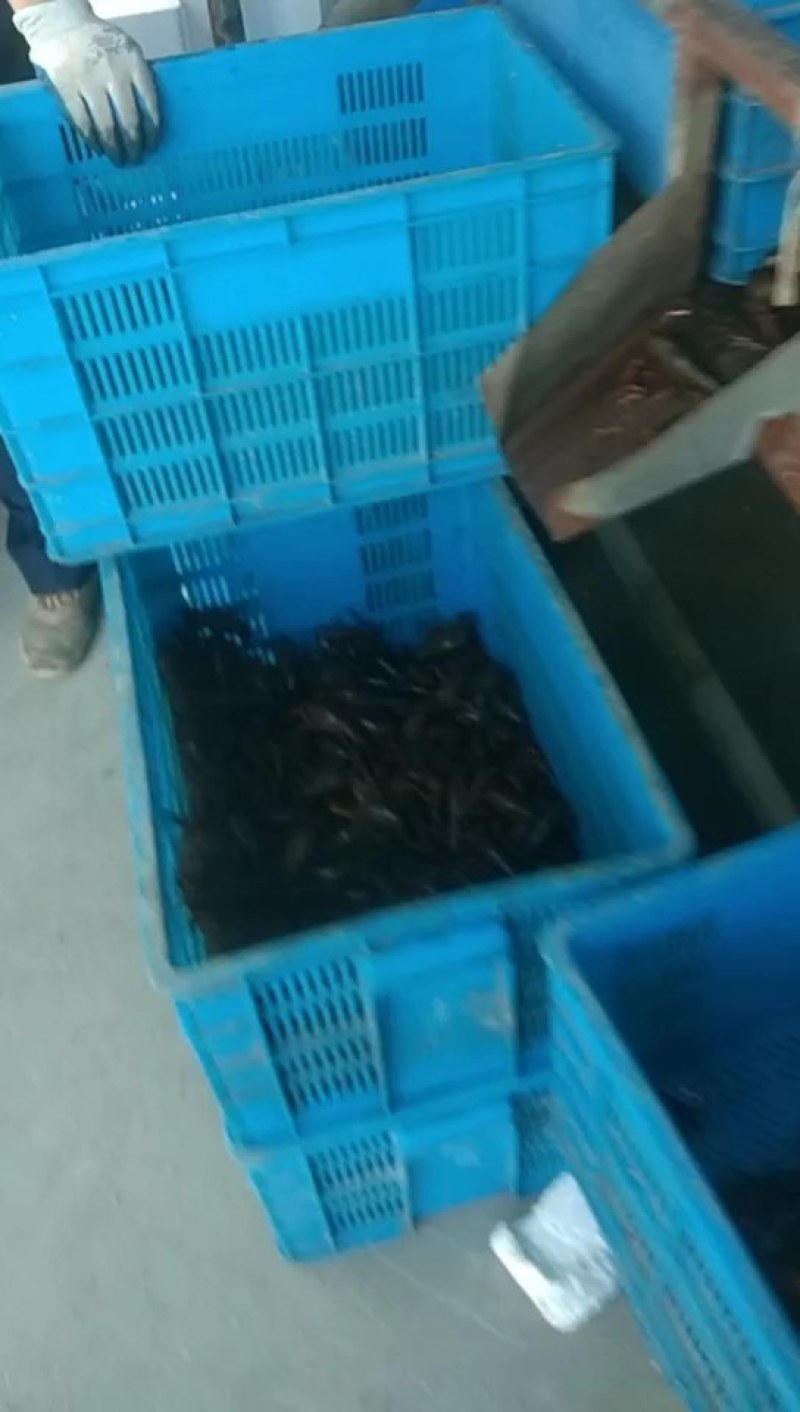 潜江小龙虾，清水小龙虾肉质Q弹，50斤起批欢迎老板下单