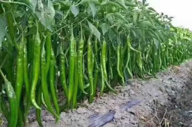 图片说明:技术人员正在对圆椒植株进行叶面喷施钙肥作业,重点喷洒果实和嫩叶部位 圆椒叶片喷施钙肥操作图