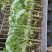 育苗基质恒发蔬菜瓜果穴盆50升大包装优质高效型