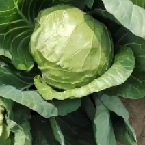 张北基地精品甘蓝大量上市