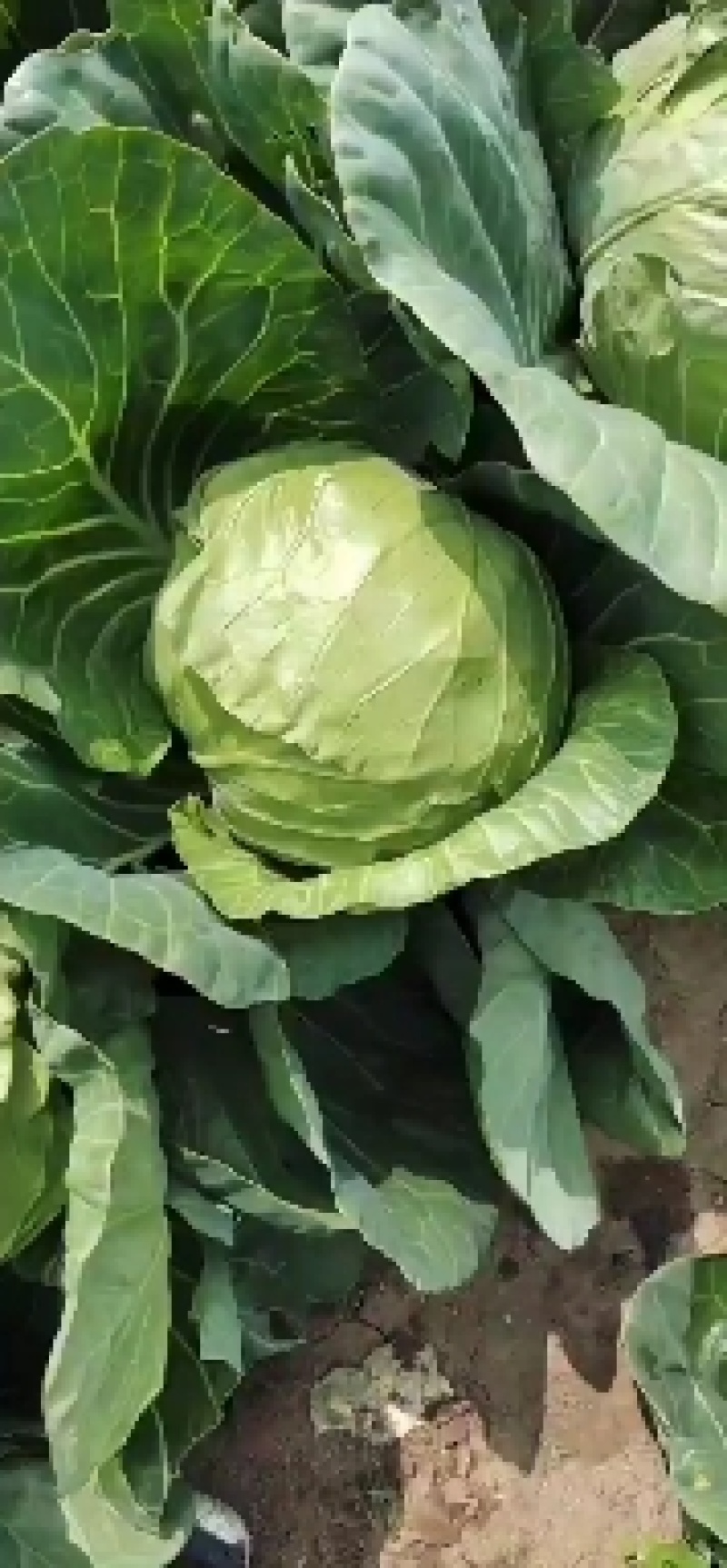 张北基地精品甘蓝大量上市