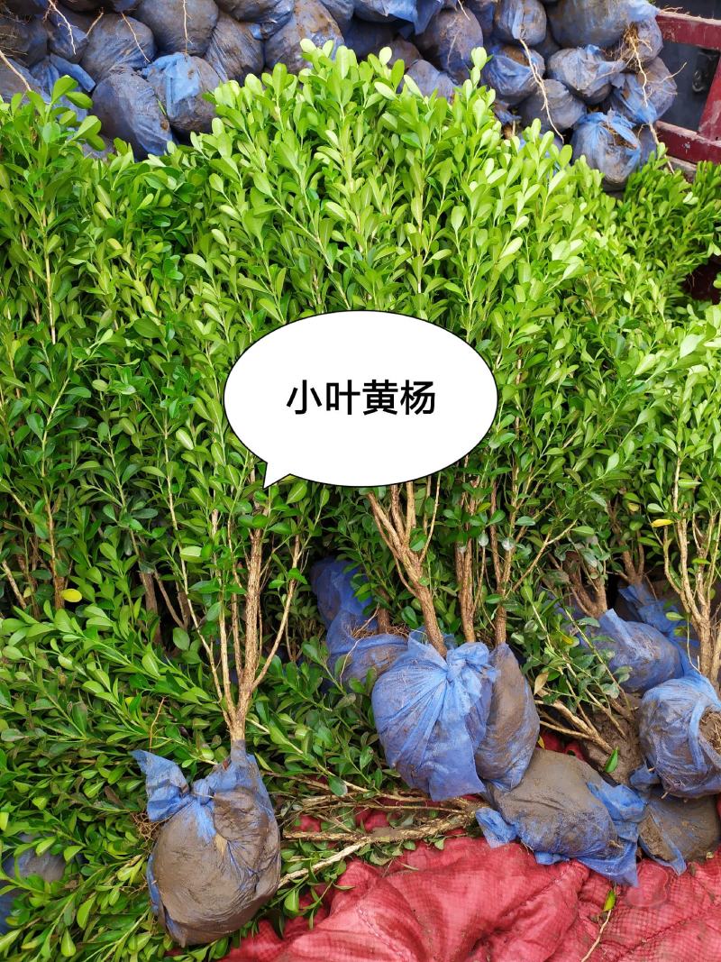 供应，小叶黄杨40-60公分高，冠幅20公分以上，
