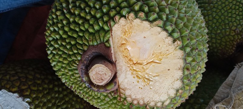 海南三亚越南红肉菠萝蜜苞黄中稍红现摘现发产地直销价格优惠