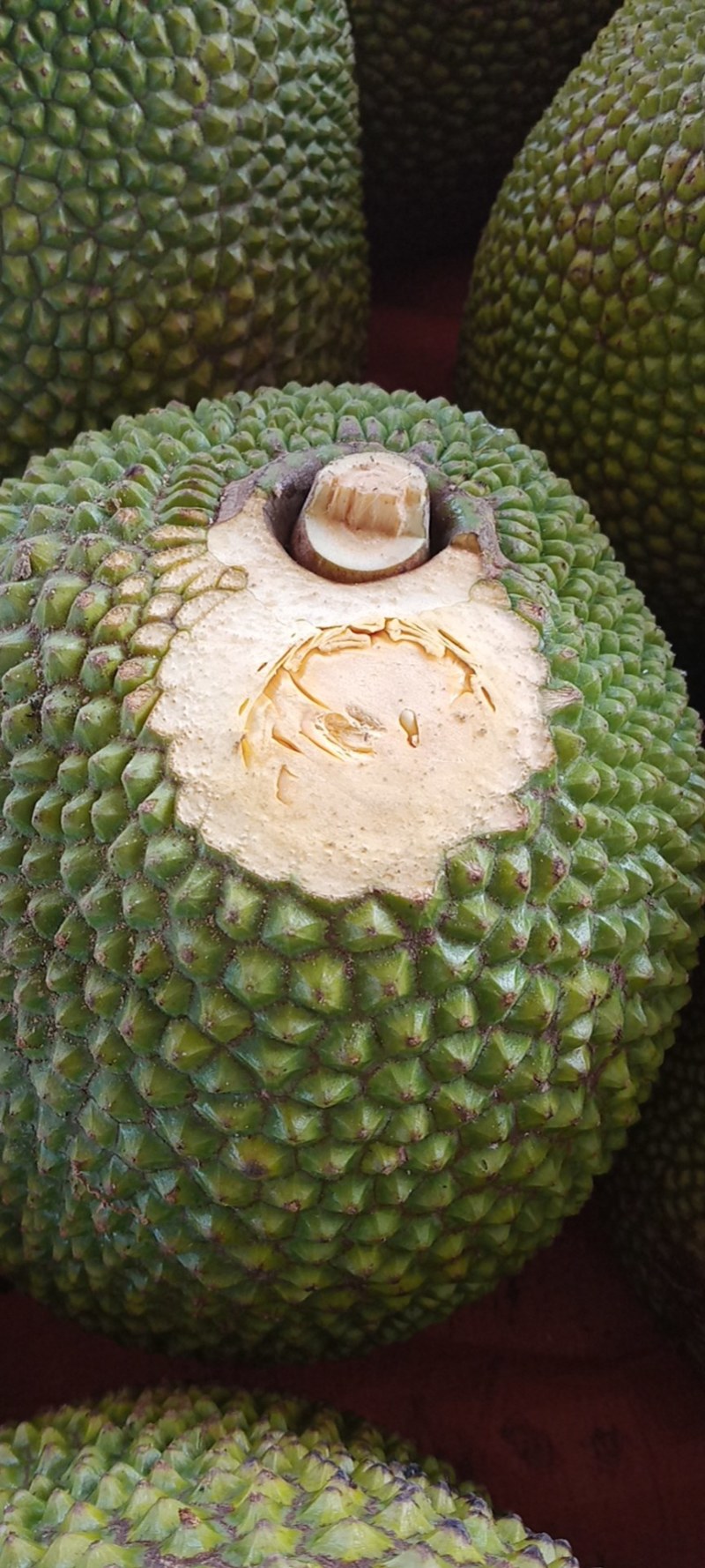海南三亚越南红肉菠萝蜜苞黄中稍红现摘现发产地直销价格优惠