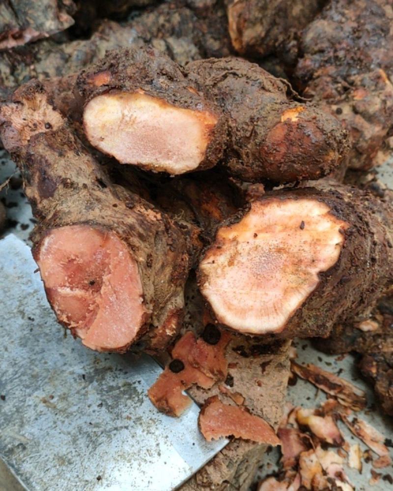红肉土茯苓