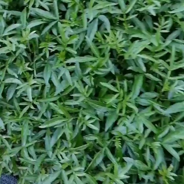 花椒苗