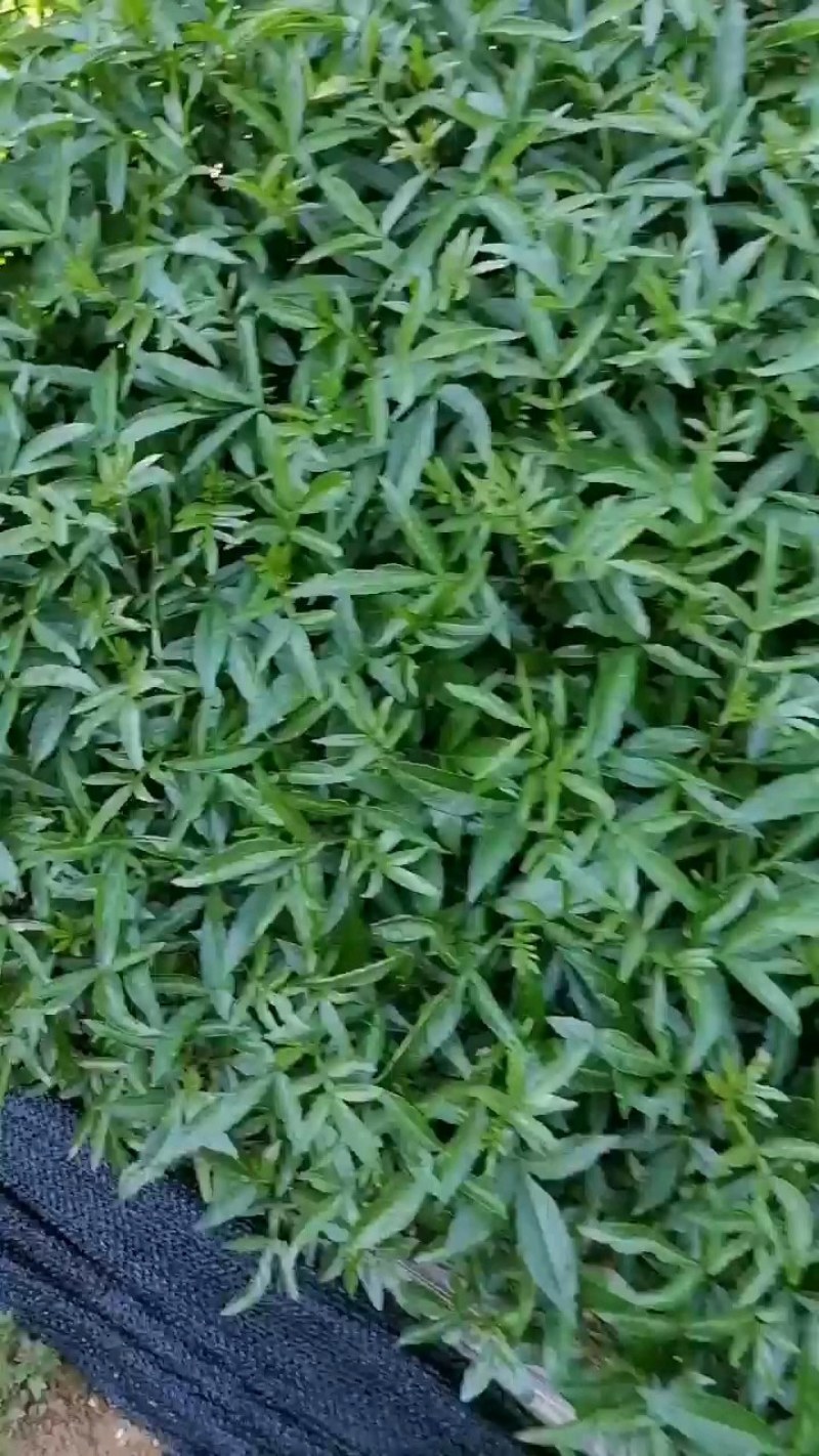 花椒苗