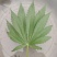 火麻仁油