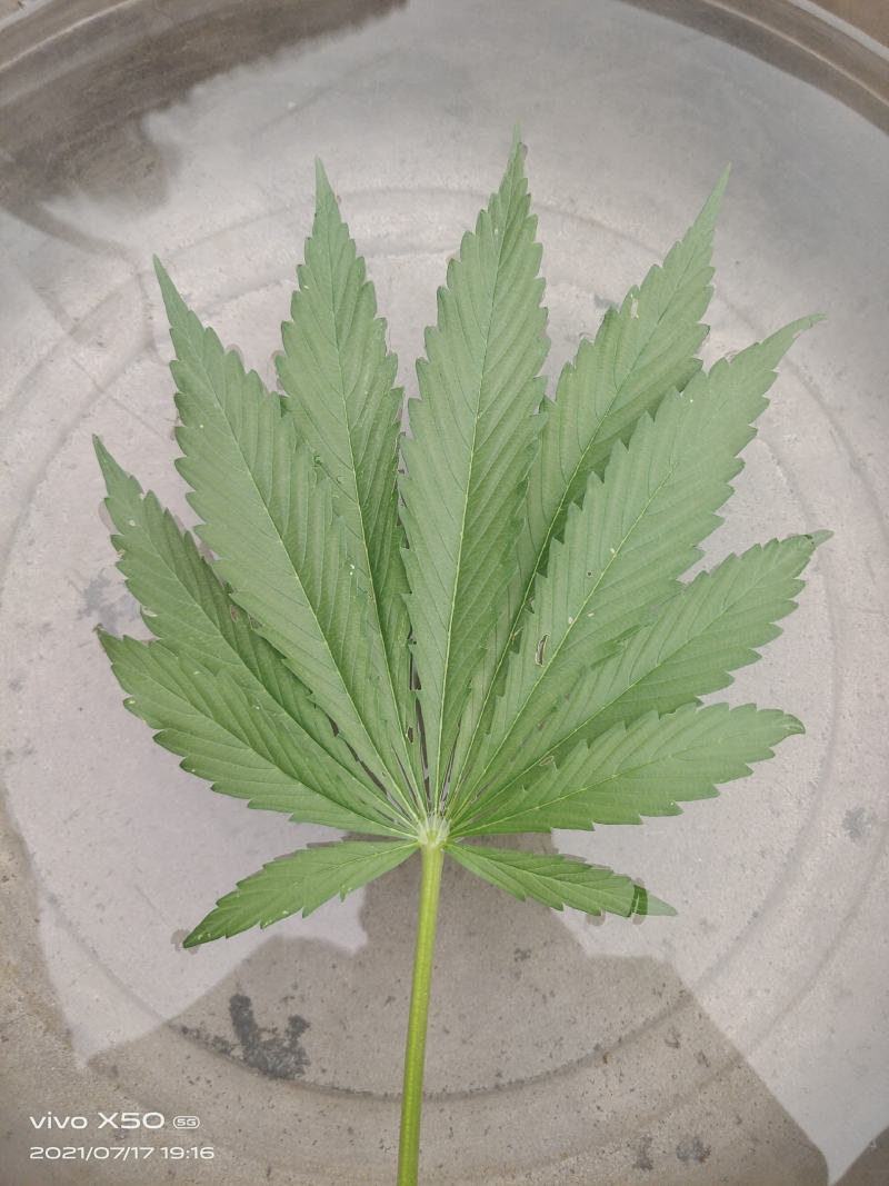 火麻仁油