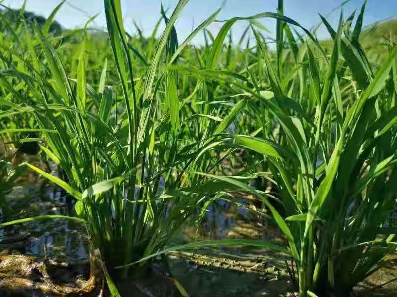 农田中喷洒除草剂后作物健康生长,杂草枯萎 除草剂喷洒在农田中,作物与杂草共存