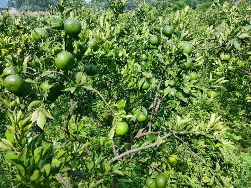 云南青皮橘子新鲜甜蜜橘橘子批发当季孕妇水果3-5-10斤