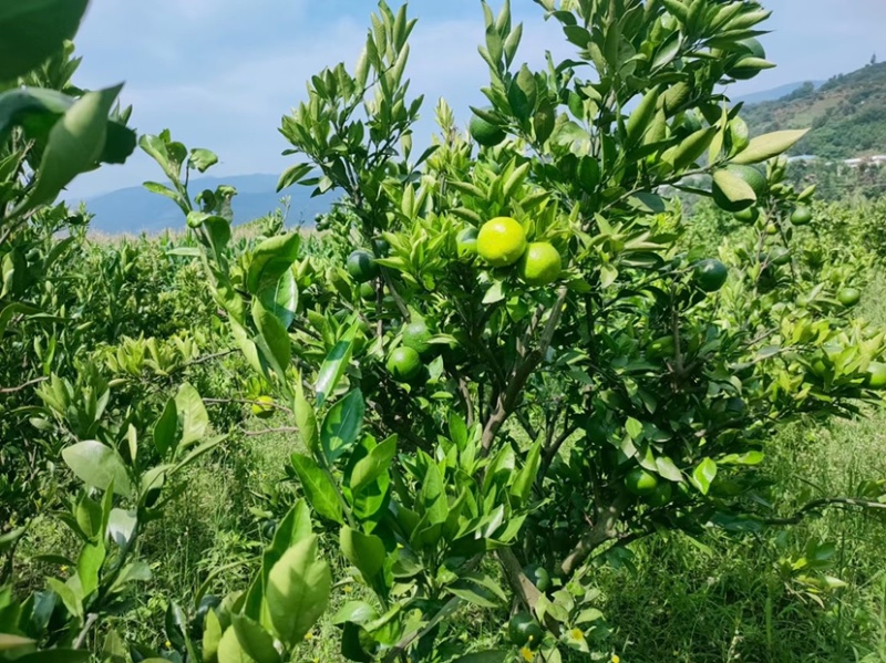 云南青皮橘子新鲜甜蜜橘橘子批发当季孕妇水果3-5-10斤