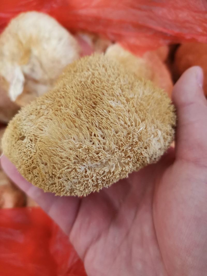 无硫猴头菇干货养胃食用菌质量有包证一件代发