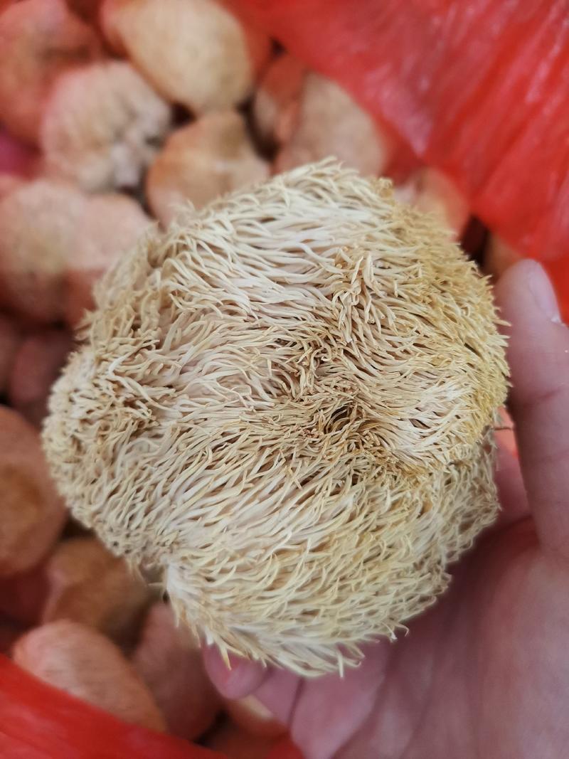 无硫猴头菇干货养胃食用菌质量有包证一件代发