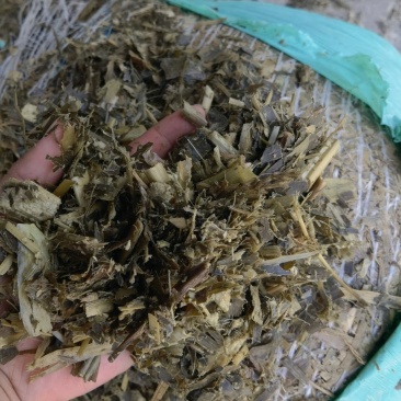 黄储饲料，品质保证，支持视频看货，欢迎各大养殖基地咨询
