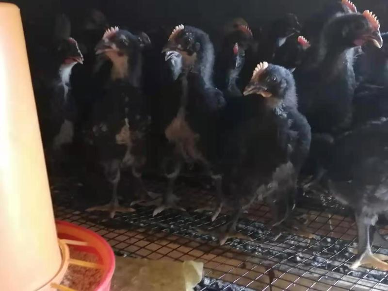 一斤左右黑鸡苗，青脚麻鸡苗成本价出售