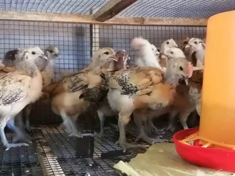 一斤左右黑鸡苗，青脚麻鸡苗成本价出售
