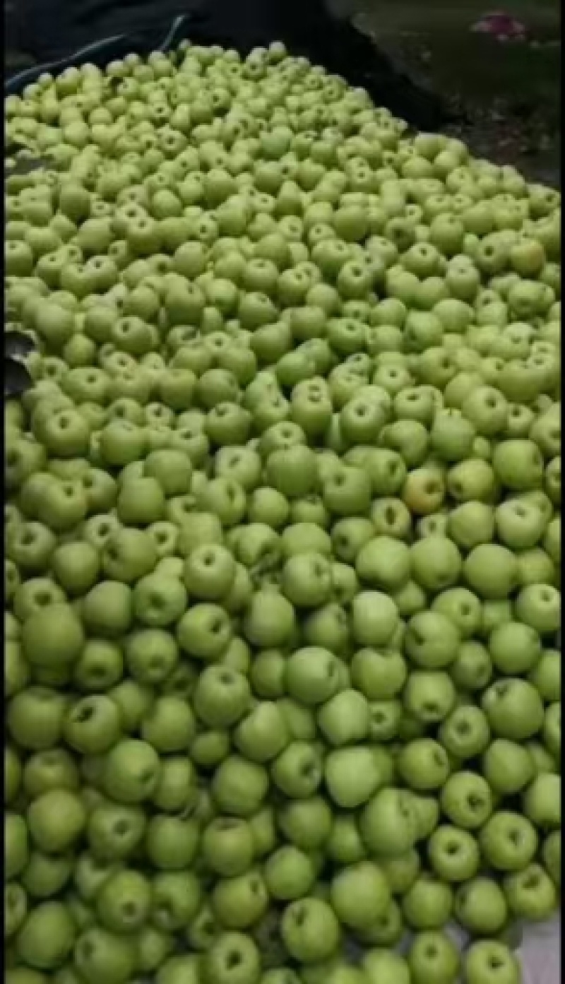 黄元帅上市了，皮薄肉翠，想要的老板来电