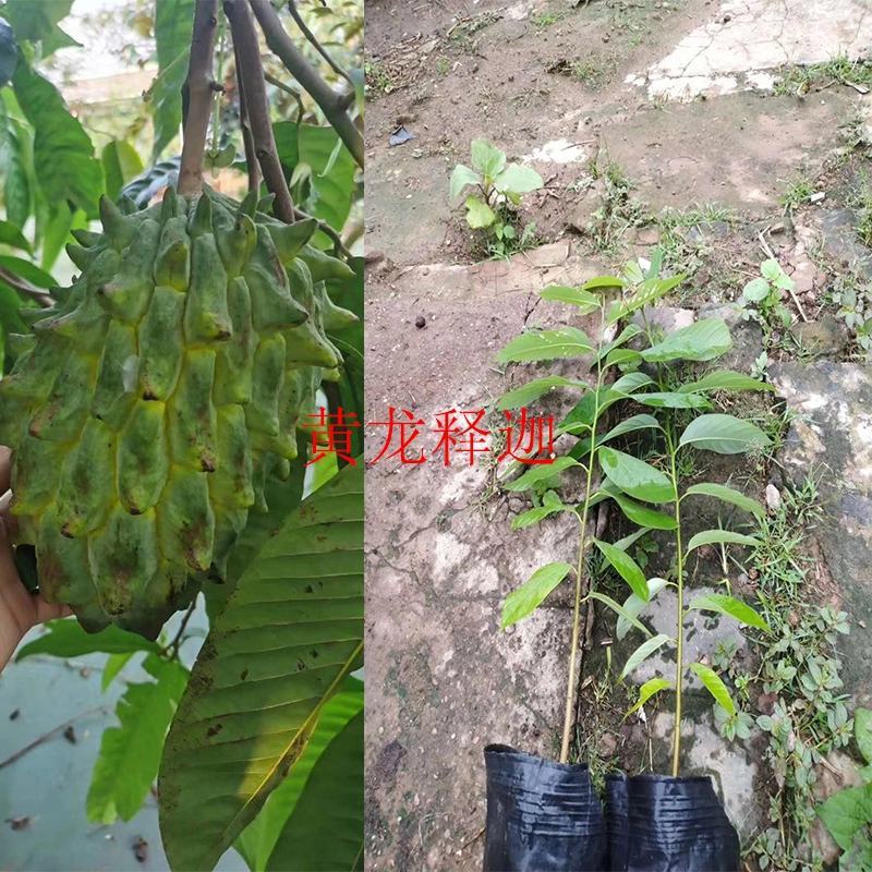 黄龙释迦果苗黄皮乳白色的肉正品嫁接苗营养杯发货包邮