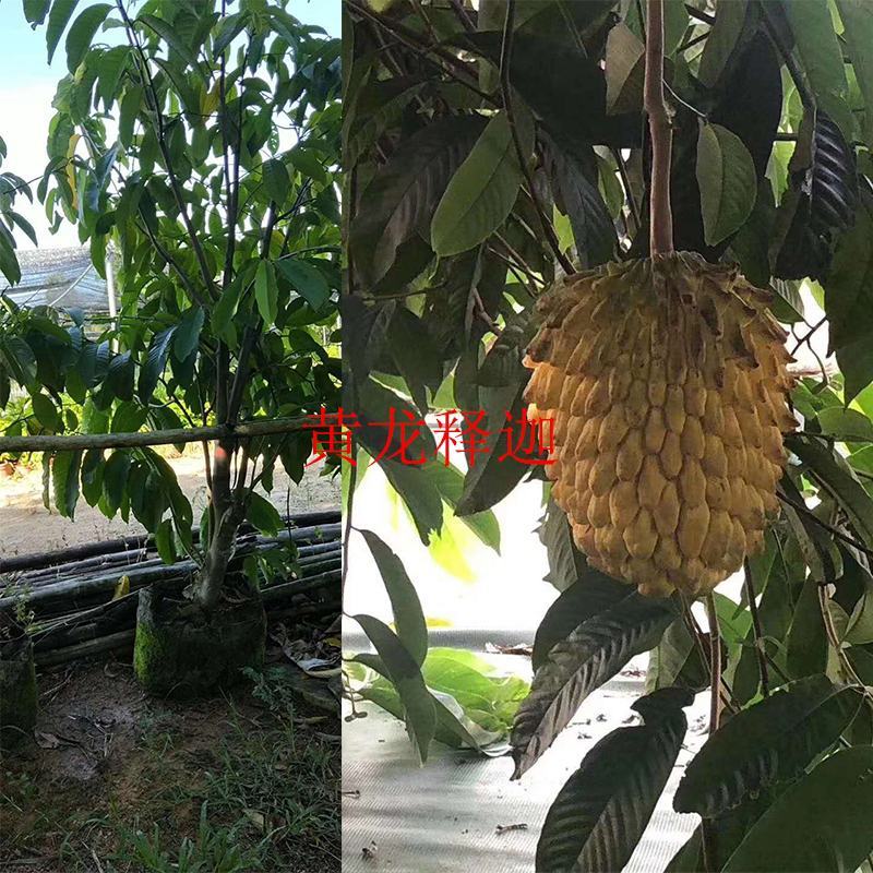 黄龙释迦果苗黄皮乳白色的肉正品嫁接苗营养杯发货包邮