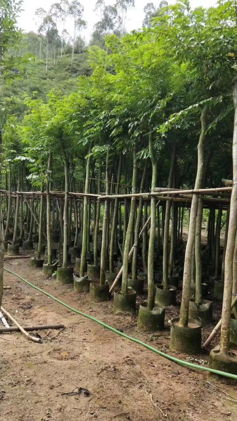 海南黄花梨树苗