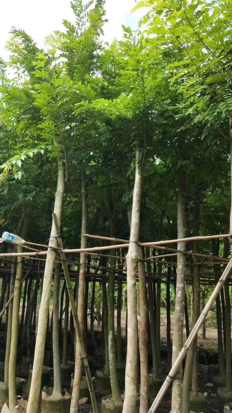 海南黄花梨树苗
