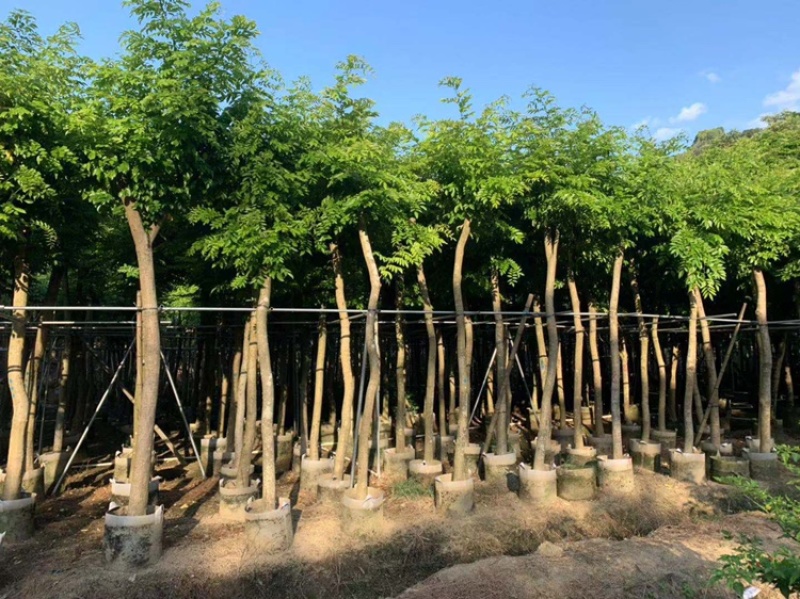海南黄花梨树苗