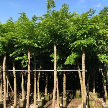 海南黄花梨树苗