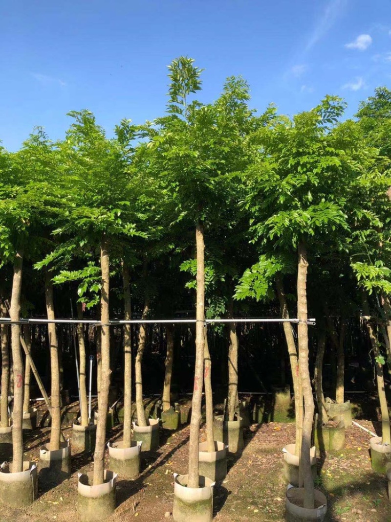 海南黄花梨树苗