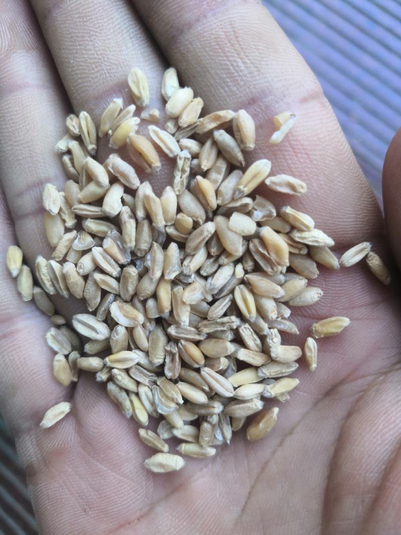 产地直销浮小麦低价出售