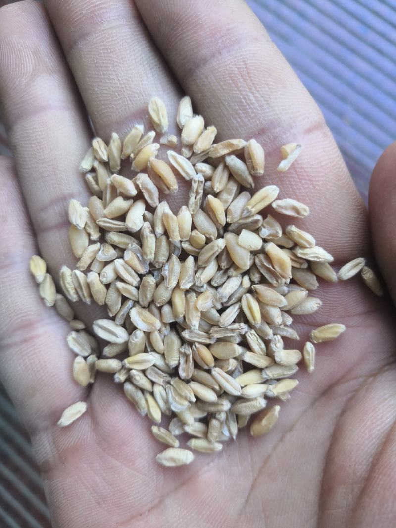 产地直销浮小麦低价出售
