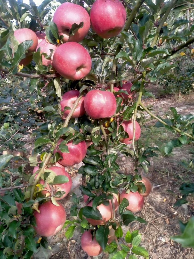 《精品丑苹果》优质大量供应产地批发货源充足代发全国