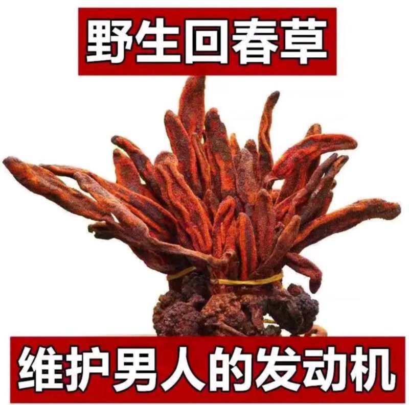 回春草，男人补品