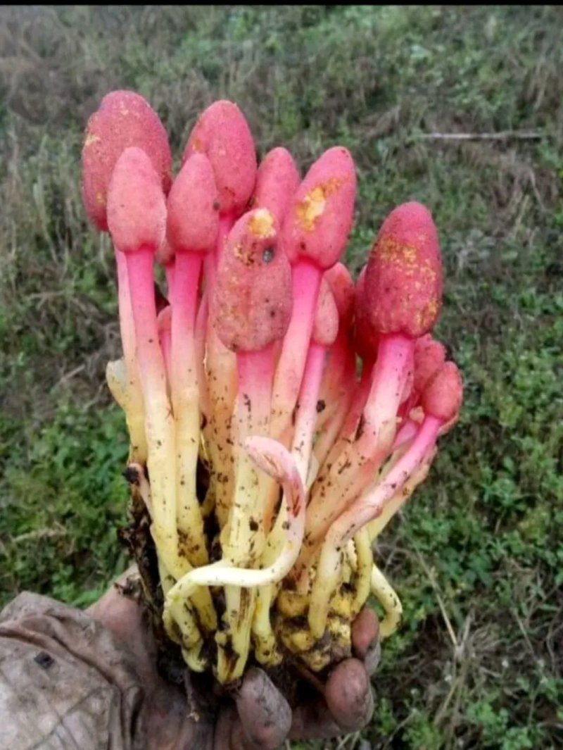 回春草，男人补品