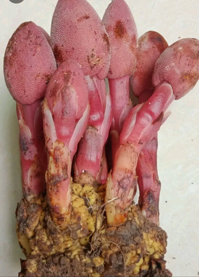 回春草，男人补品