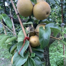 皇冠梨