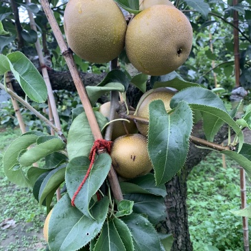 皇冠梨