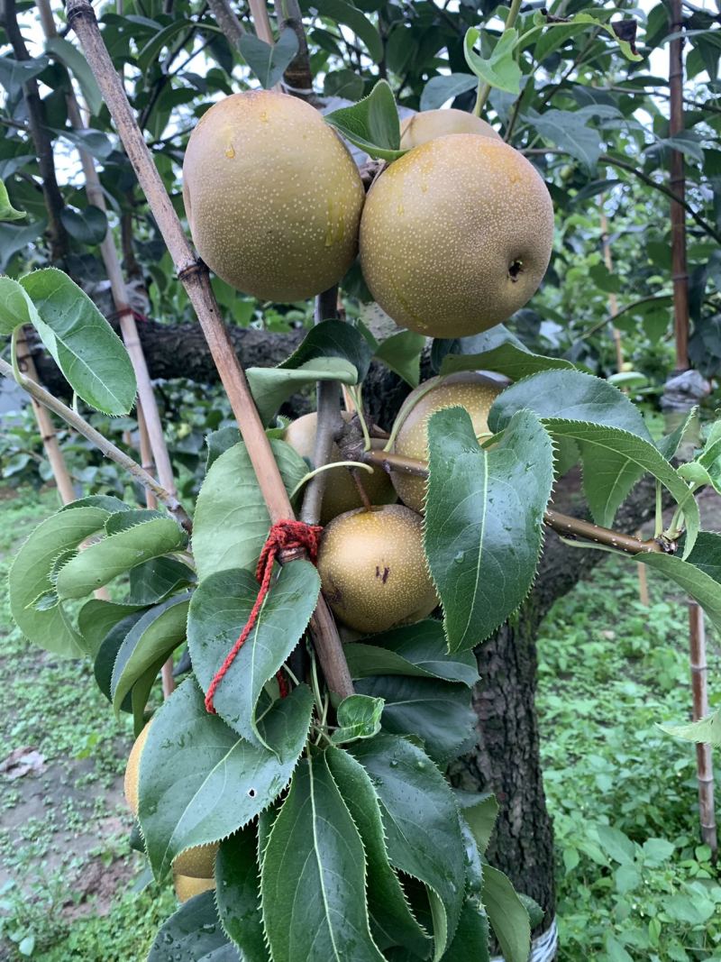 皇冠梨