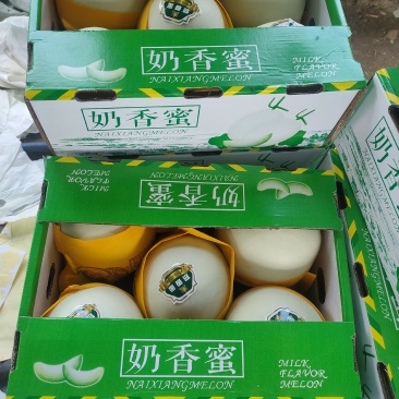 大棚保护地，精品玉菇，奶香蜜