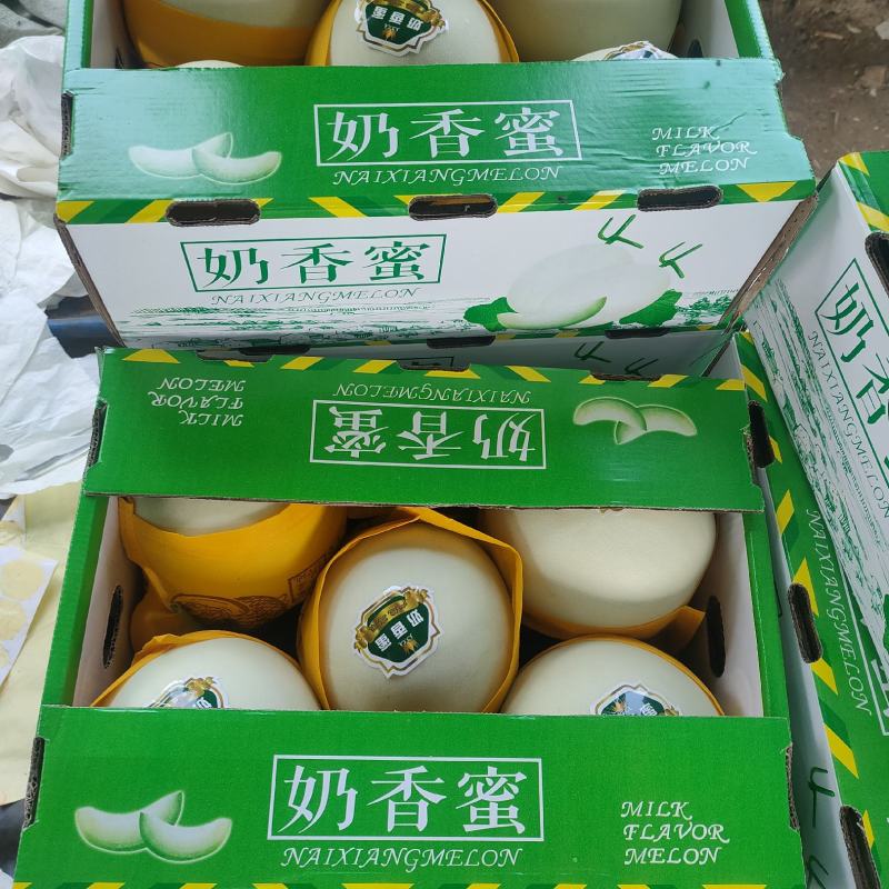 大棚保护地，精品玉菇，奶香蜜