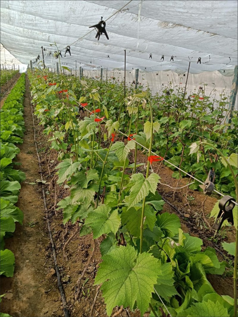 新款双压葡萄西红柿黄瓜绑枝机绑蔓枪绑枝器绑枝机绑蔓器捆绑