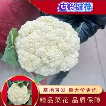 河北精品菜花，小米松花供各大超市市场耐运输储蓄，