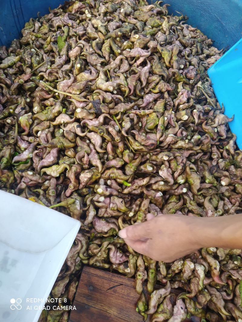 基地老菱角上市，产量大品优价廉，诚信经营欢迎订购！