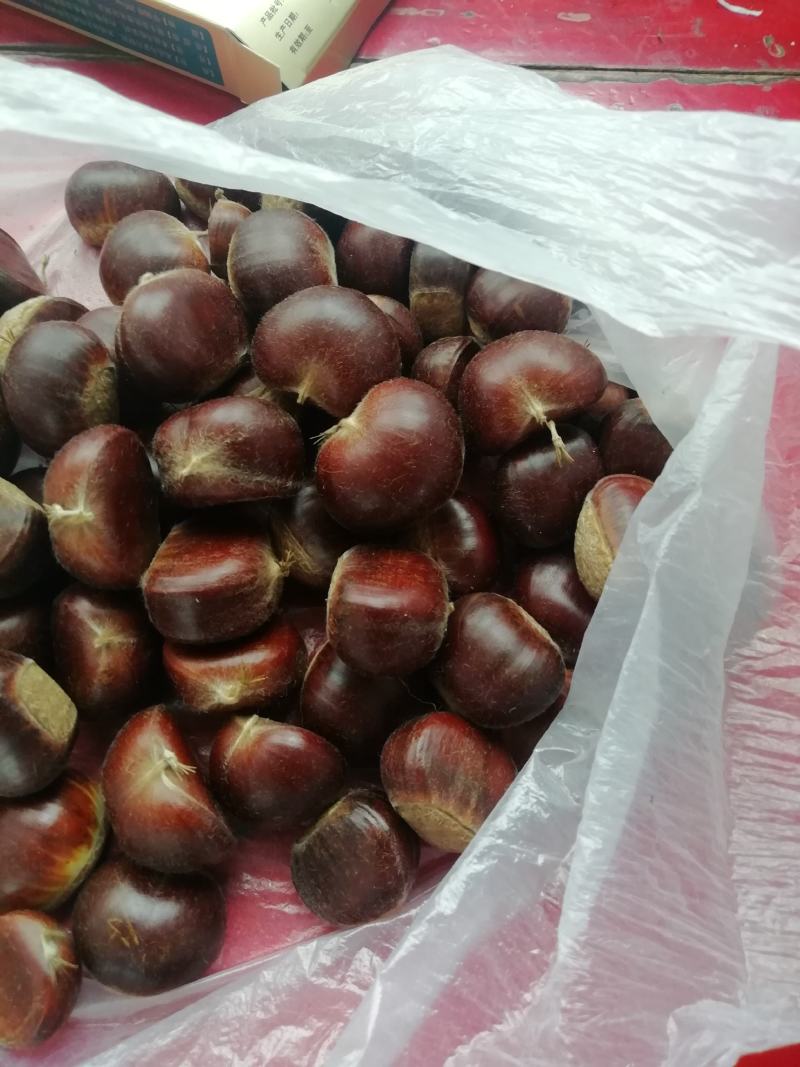 青龙县上好板栗大量现货出售中有意者可以电话联系