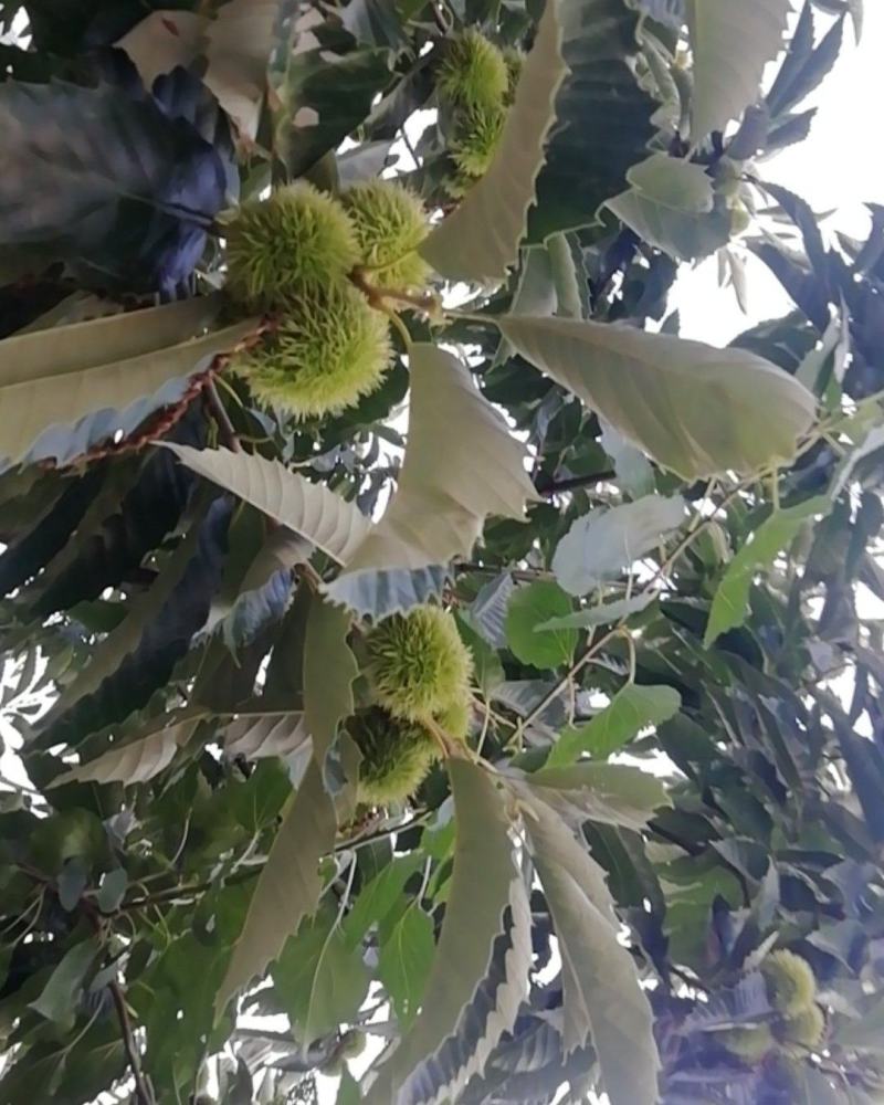 青龙县上好板栗大量现货出售中有意者可以电话联系
