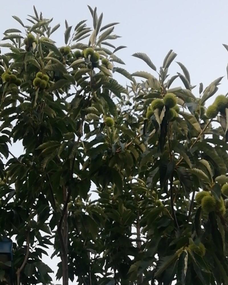 青龙县上好板栗大量现货出售中有意者可以电话联系