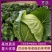 河北基地宣甘蓝大量上市中，物美价廉，质量优等